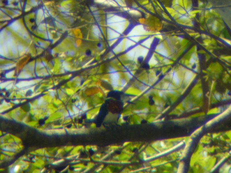 Green Kingfisher