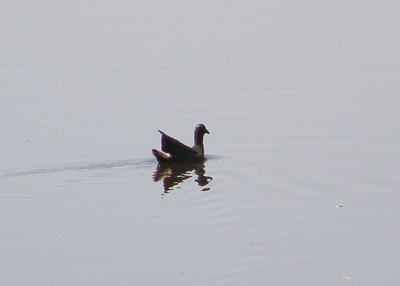 Common Moorhen
