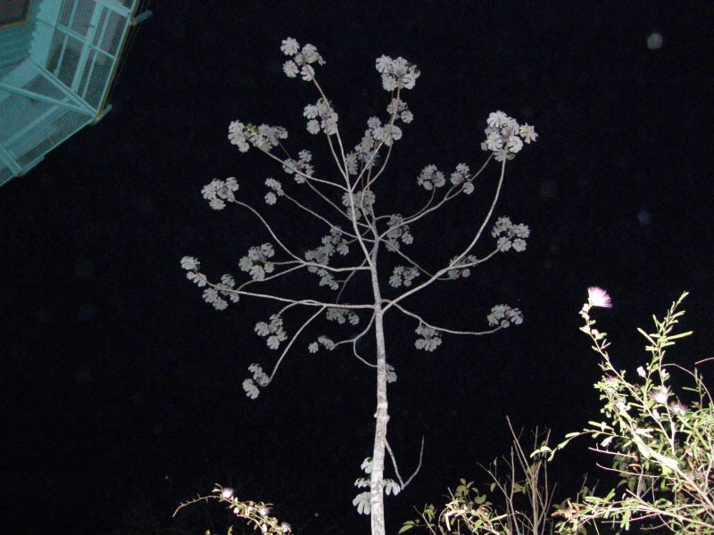 CecropiaTree at night