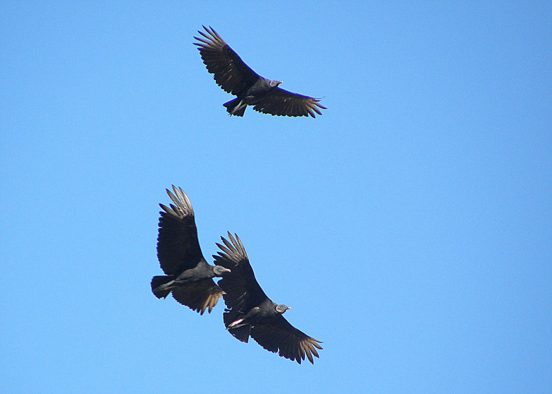 Black Vultures