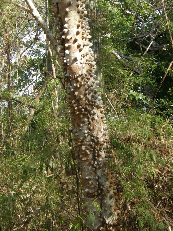 Crocodile Tree