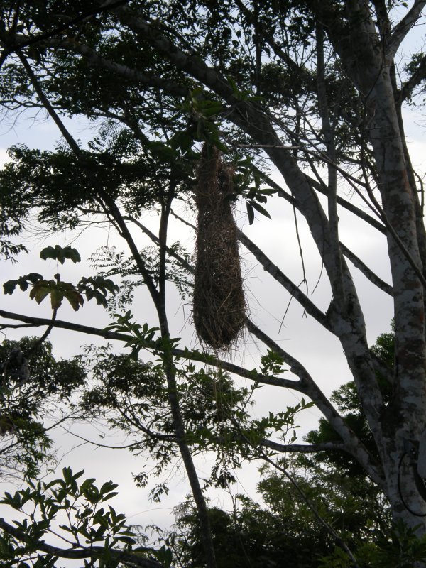 Caciques Nest.