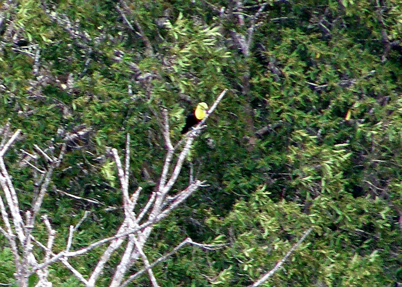 Keel-billed Toucan