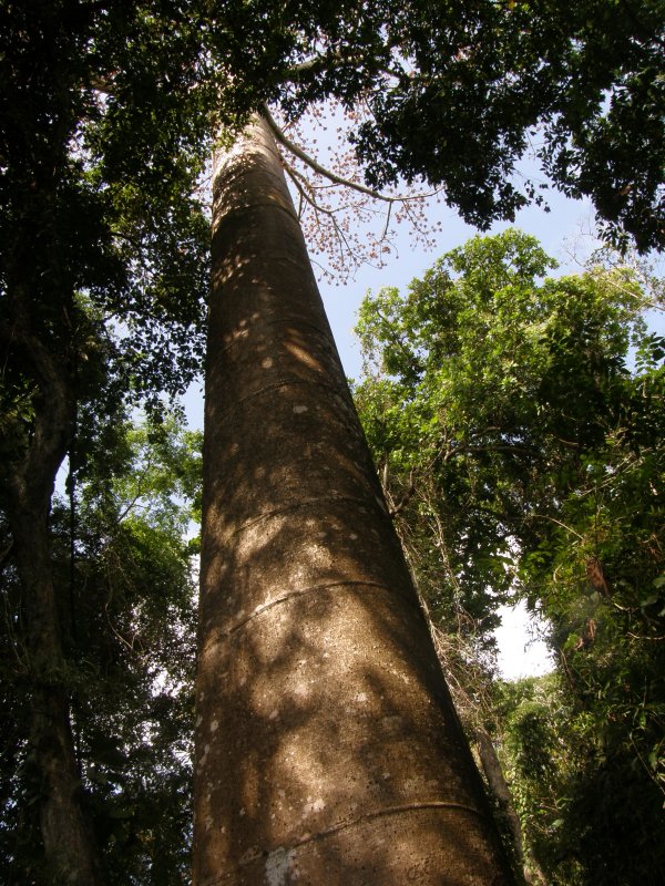 Tall Tree