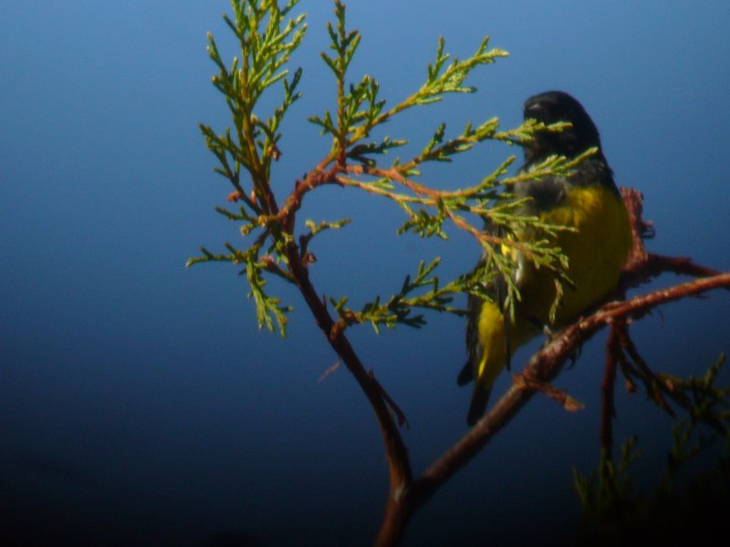 Violaceous Trogon
