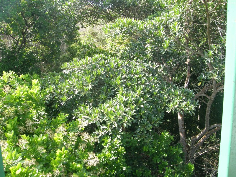 Canopy