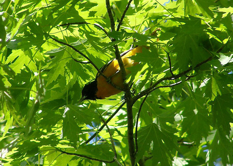 Baltimore Oriole