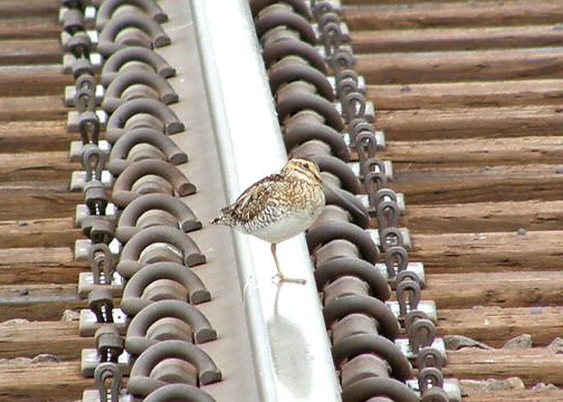 Wilsons Snipe awaiting a train