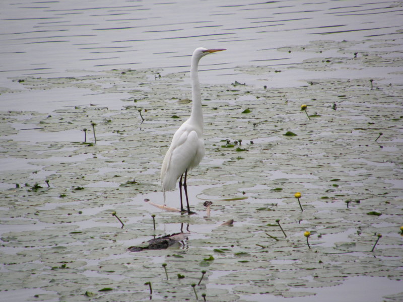 Great Egret