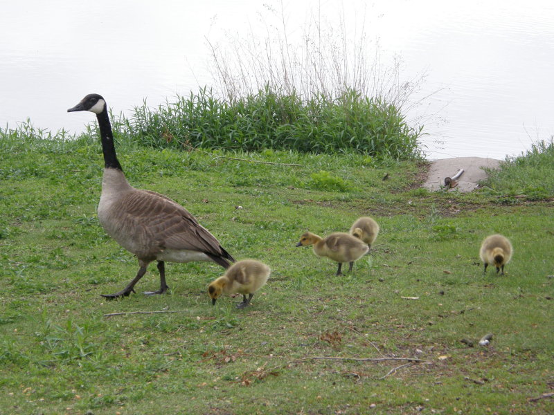 Family of Canada Geese