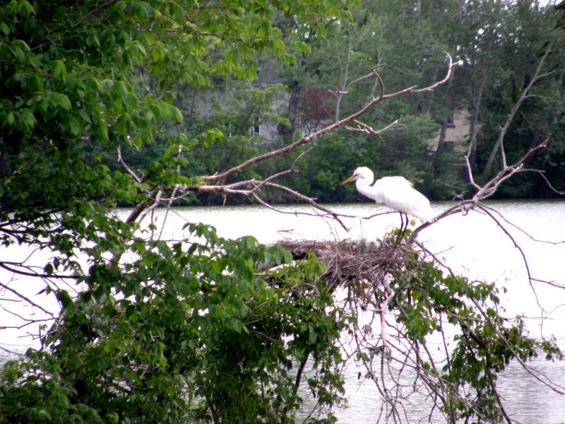 Egret and Chicks