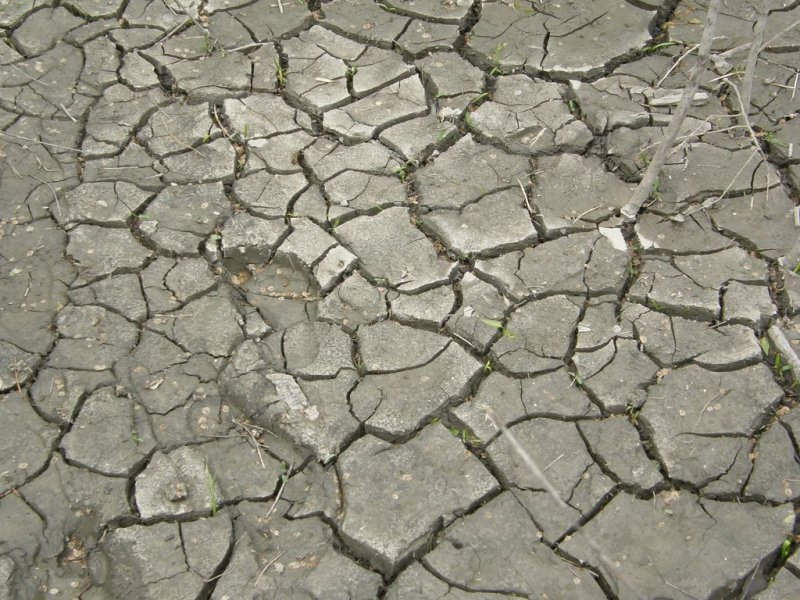 Cracks in mud