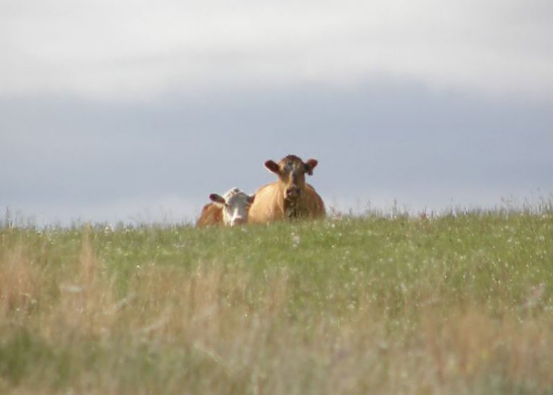 Looming Cows