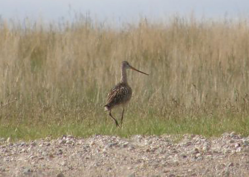 Marbled Godwit