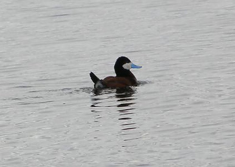 Ruddy Duck