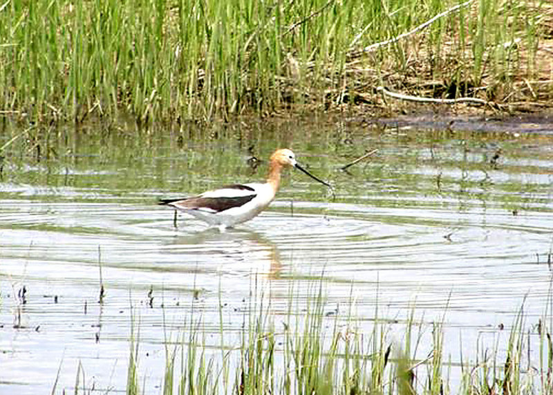 American Avocet