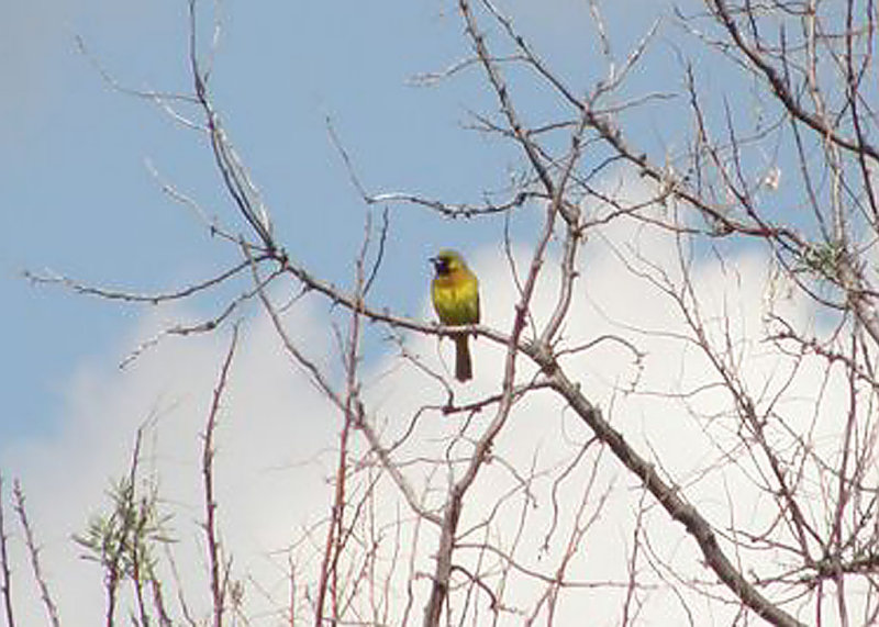 Orchard Oriole