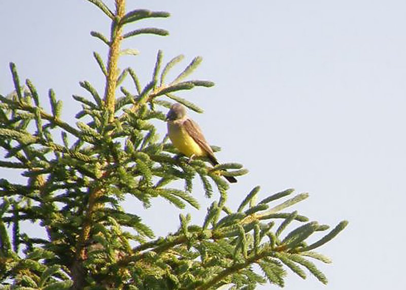 Great-crested Flycatcher
