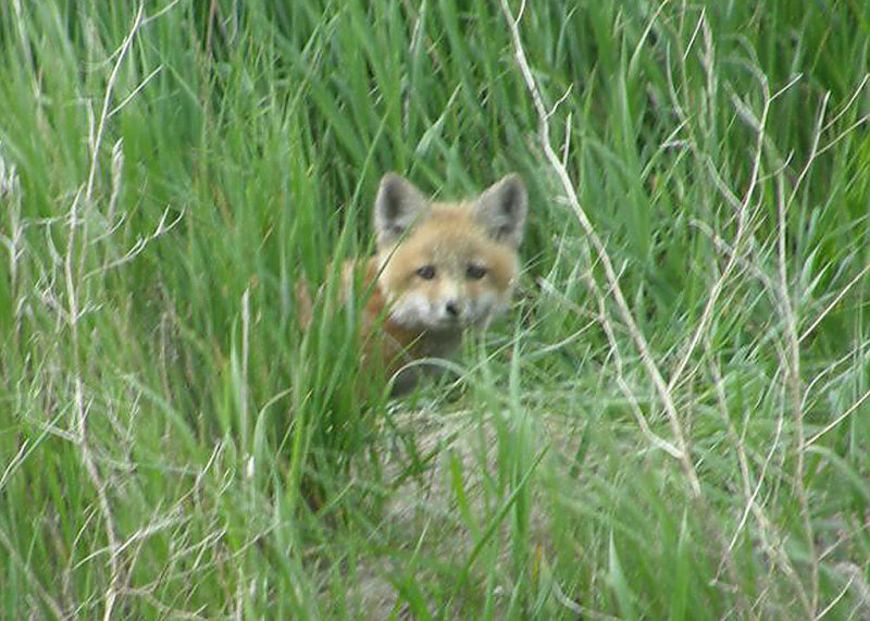 Red Fox