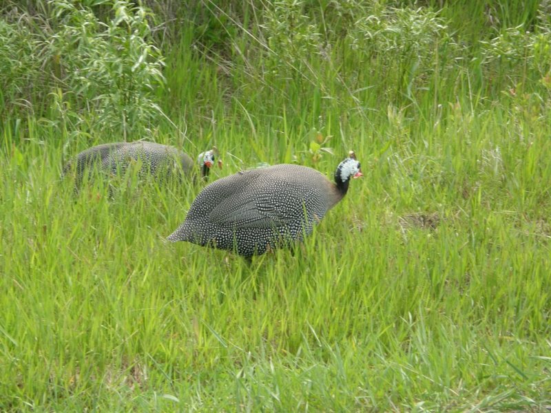 Guinea Fowl