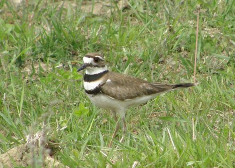 Killdeer
