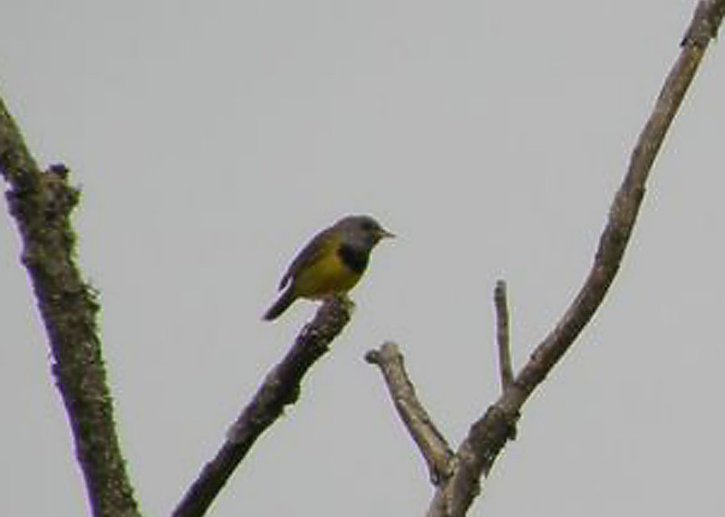 Mourning Warbler