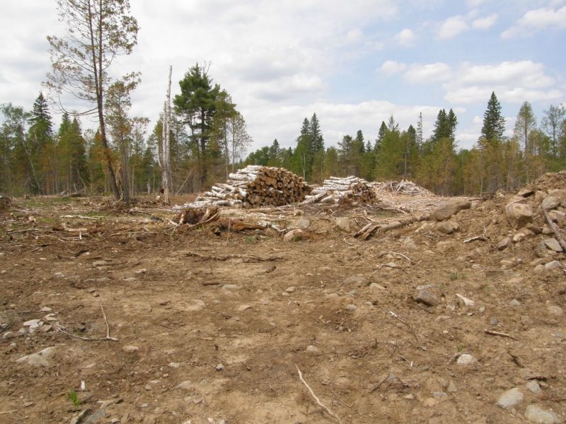 Clear Cutting