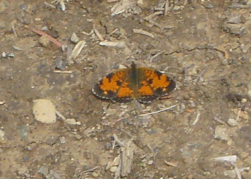 Pearl Crescent
