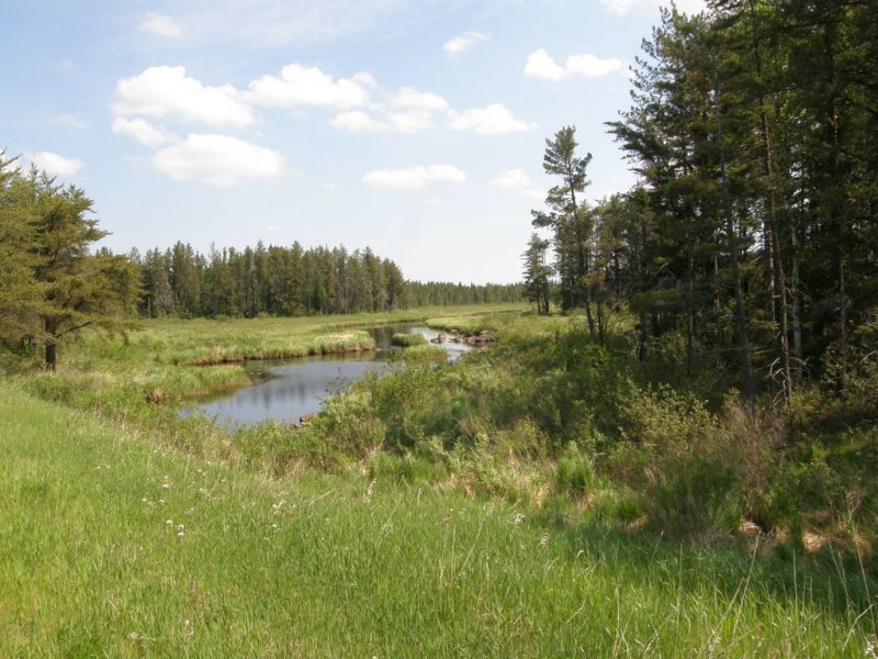 Wetland