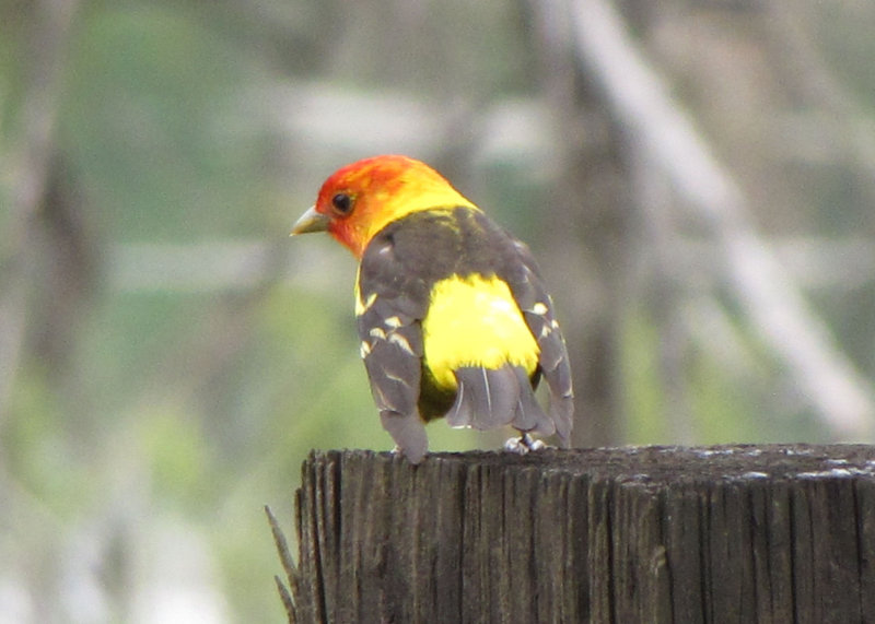 Western Tanager
