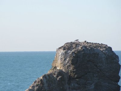 Peregrine Falcon near Pigeon Point