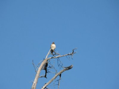 Red-tailed Hawk