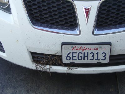 License Plate and Tumbleweed in Grille