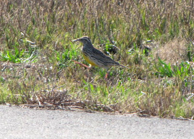 Western Meadowlark