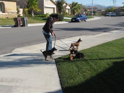 Dani Walking the Dogs