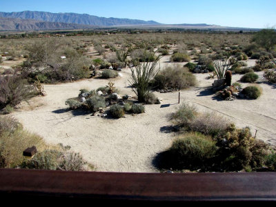 Cacti at Visitors Center