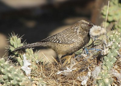 Cactus Wren Building Nest