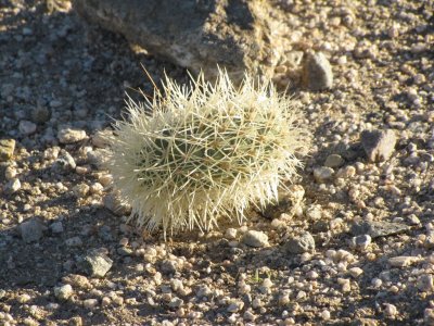 Cholla Bud