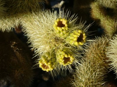 Cholla Flowers