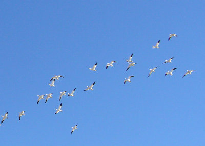 Ross's Geese at Salton Sea