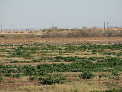 Sandhill Cranes in Distance