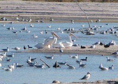 White Pelicans and Assorted Gulls
