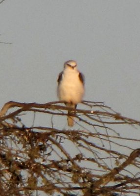 White-tailed Kite at Moss Landing