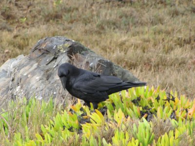 Common Raven