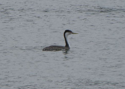 Western Grebe