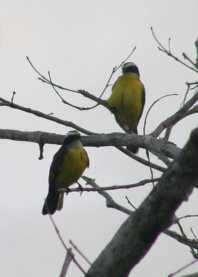 Social Flycatchers