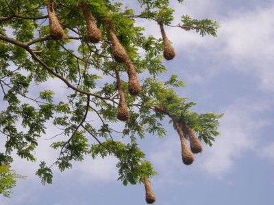 Oropendola Nests