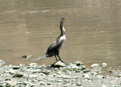 Neotropic Cormorant