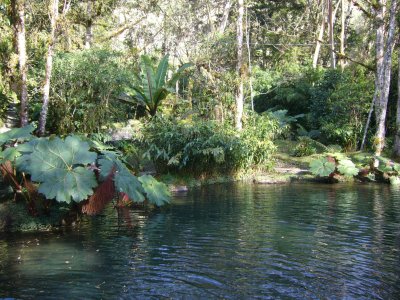 Pond at Finca Dracula