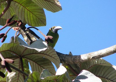 Emerald Toucanet